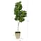 5.5ft. Fiddle leaf Fig Artificial Tree in Country White Planter